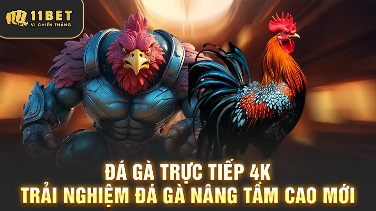 Đá gà trực tiếp 4K